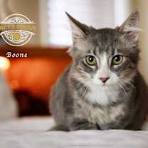 Thumbnail photo of Boone #2