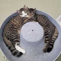 Thumbnail photo of Shelby #2