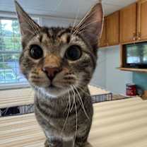 Thumbnail photo of Shelby #3