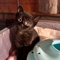 Thumbnail photo of Gracey 2192 #2