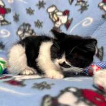 Thumbnail photo of Smudge #3