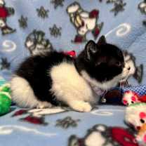 Thumbnail photo of Smudge #4