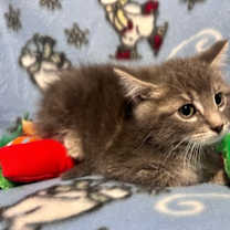 Thumbnail photo of Ash #2