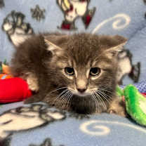 Thumbnail photo of Ash #3