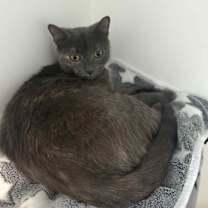 Thumbnail photo of Millie #1