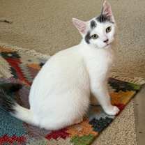 Thumbnail photo of Kleya #1