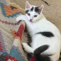 Thumbnail photo of Kleya #2