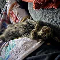 Thumbnail photo of Taylor  #3