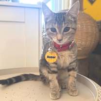 Thumbnail photo of Rumor #1