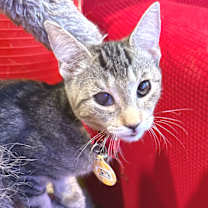 Thumbnail photo of Rumor #4