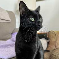 Thumbnail photo of Roxy #1