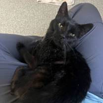 Thumbnail photo of Nandor the Relentless #1