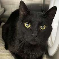 Thumbnail photo of Nandor the Relentless #2