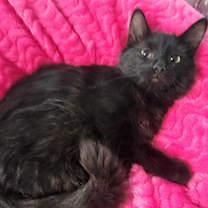 Thumbnail photo of Legend #3