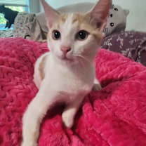 Thumbnail photo of Jupiter #3