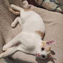 Thumbnail photo of Jupiter #4