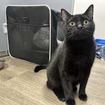 Thumbnail photo of Layla (In Foster) #1