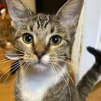 Thumbnail photo of Kira - KITTEN in foster #1