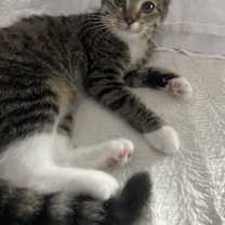 Thumbnail photo of Kira - KITTEN in foster #2