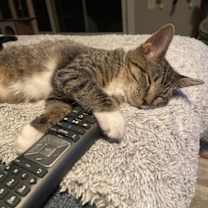 Thumbnail photo of Kira - KITTEN in foster #3