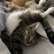 Thumbnail photo of Kira - KITTEN in foster #4