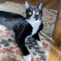 Thumbnail photo of Tatiana - KITTEN in foster #1