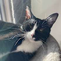 Thumbnail photo of Tatiana - KITTEN in foster #2