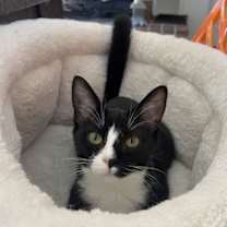 Thumbnail photo of Tatiana - KITTEN in foster #3