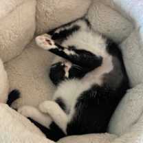 Thumbnail photo of Tatiana - KITTEN in foster #4