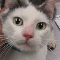 Thumbnail photo of Pongo (708) #2