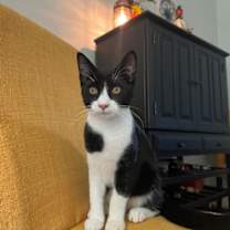 Thumbnail photo of Simon #1