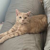 Thumbnail photo of Kilala #1