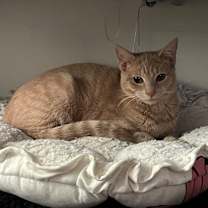 Thumbnail photo of Kilala #4