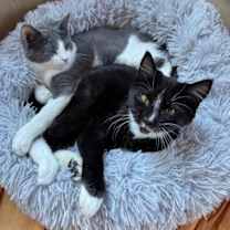 Thumbnail photo of Opie #2