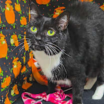 Thumbnail photo of Roxie #2