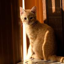 Thumbnail photo of Kidder #4