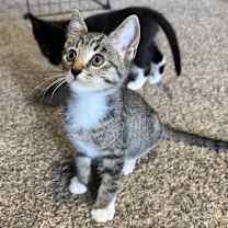 Thumbnail photo of THEODORE MOUSEKATEER #3