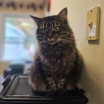 Thumbnail photo of Tatianna #2