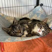 Thumbnail photo of Washy #2