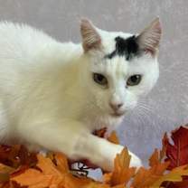 Thumbnail photo of Arwen  #1