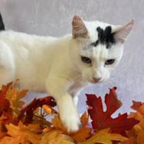 Thumbnail photo of Arwen  #4