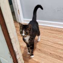 Thumbnail photo of Milo #2