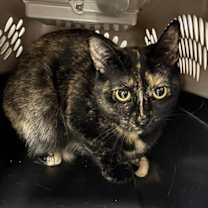 Thumbnail photo of Lovebug #2