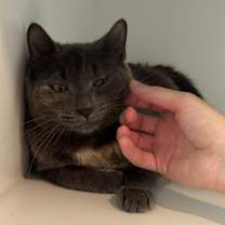 Thumbnail photo of Millie #3