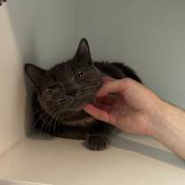 Thumbnail photo of Millie #4