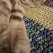 Thumbnail photo of Pongo #2