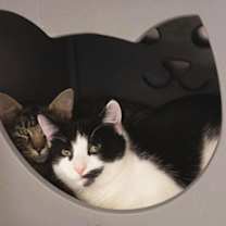 Thumbnail photo of Almond Joy #2