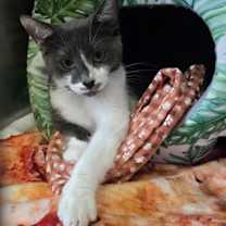 Thumbnail photo of Whisker #2