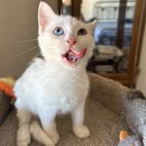 Thumbnail photo of Crystal #2