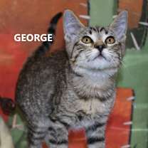 Thumbnail photo of George #2